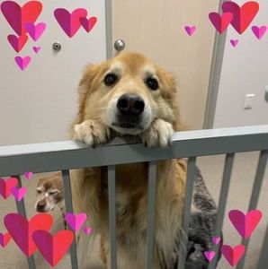 Meet your Posher, Robin